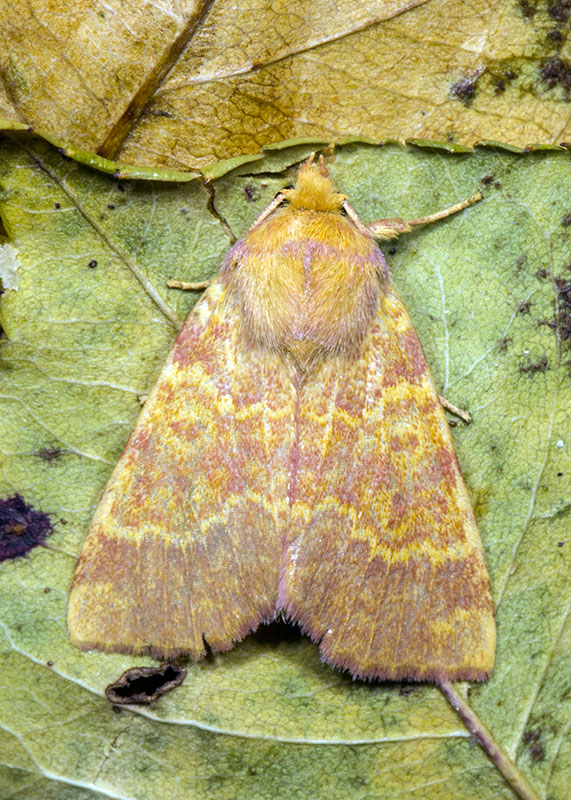 Noctuidae settembrini